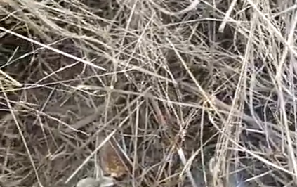 滇南彝语故事大赛作品：《新平老厂太合庙来历》(新平施朝峰)